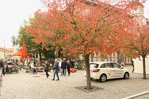 K&uuml;rbismarkt in Nordhausen