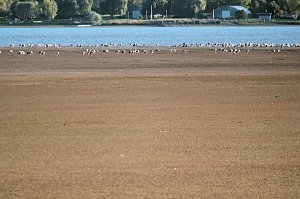 Neuer Aussichtsturm am Stausee Kelbra