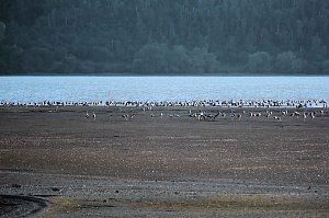 Neuer Aussichtsturm am Stausee Kelbra