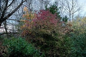 Herbst am Kiesschacht