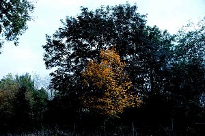 Herbst am Kiesschacht