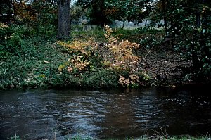 Herbst am Kiesschacht