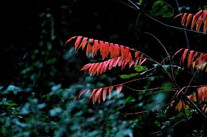 Herbst am Kiesschacht