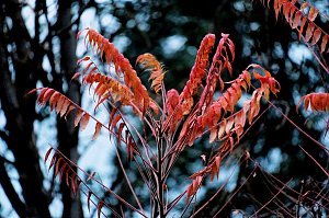 Herbst am Kiesschacht