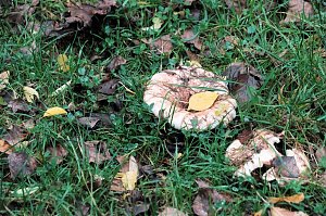 Herbst am Kiesschacht