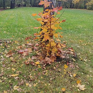 Herbst am Kiesschacht