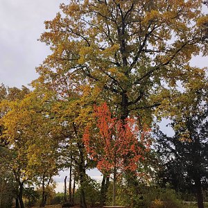 Herbst am Kiesschacht