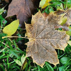 Herbst am Kiesschacht