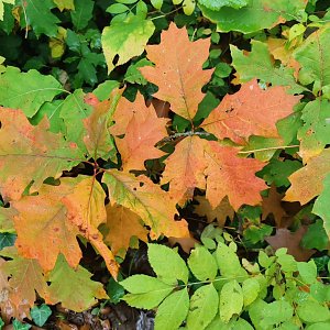 Herbst am Kiesschacht