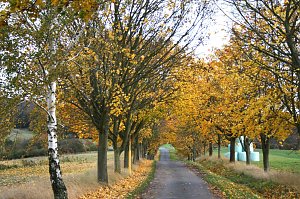 Herbst in der Goldenen Aue