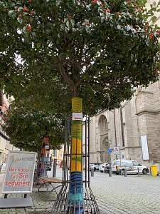 Kunstvolle Wollkreationen schm&uuml;cken die B&auml;ume der Bad Langensalzaer Altstadt