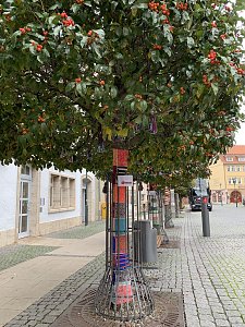 Kunstvolle Wollkreationen schm&uuml;cken die B&auml;ume der Bad Langensalzaer Altstadt