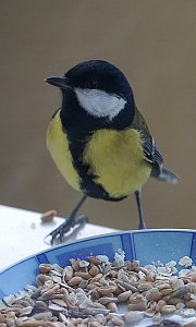 Kohlmeisen freuen sich &uuml;ber eine F&uuml;tterung im Winter