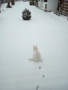 So weiss wie Schnee