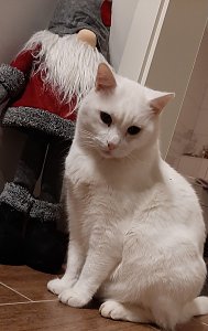 Kater Schneewei&szlig;erchen"