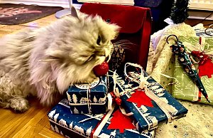 Willy und die Weihnachtsgeschenke