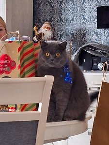 Der British-Kurzhaar ist kein wirklicher Fan von Weihnachten und hat sich auch schon regelm&auml;&szlig;ig als Weihnachtsbaumm&ouml;rder bewiesen