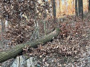 Tragischer Unfall in Sondershausen