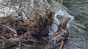 Winter an der Zorge