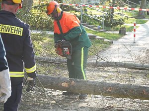 Pappeln gef&auml;hrden die Sicherheit