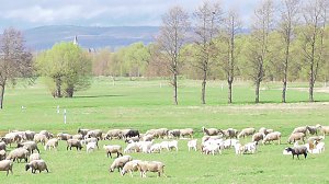 Fr&uuml;hling am Stausee 