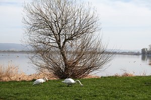 Fr&uuml;hling am Stausee 