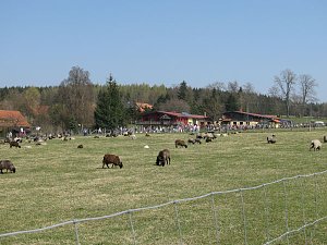 L&auml;mmer ausgetrieben