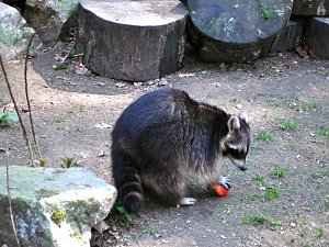 Tag im Harz