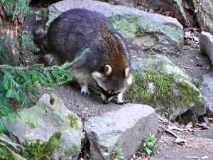 Tag im Harz