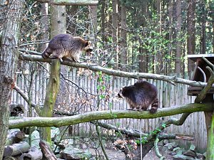 Tag im Harz