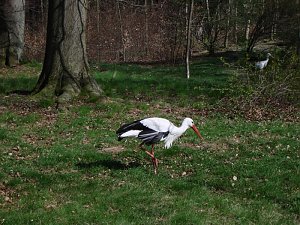 Tag im Harz