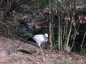 Tag im Harz