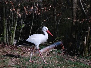 Tag im Harz