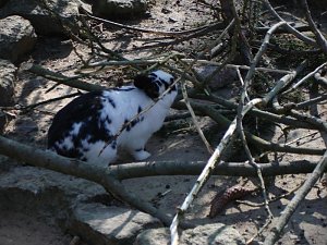 Tag im Harz