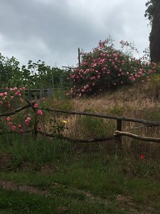Rosenbl&uuml;te auf der Ebersburg