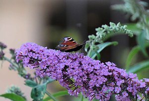 Unterwegs in Wald und Wiese