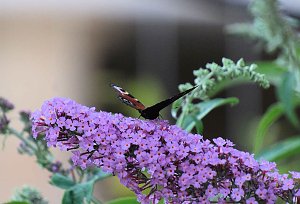 Unterwegs in Wald und Wiese