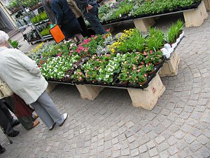 Blumen und mehr