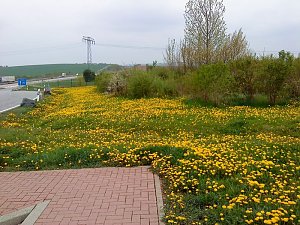 Gr&uuml;n mit Gelbstich