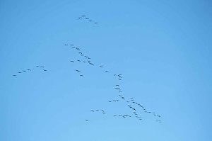 Kranichrast am Stausee