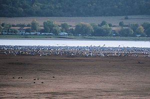 Kranichrast am Stausee