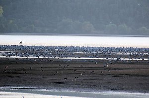 Kranichrast am Stausee