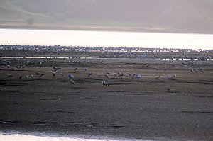 Kranichrast am Stausee