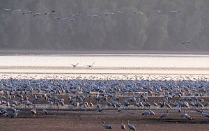 Kranichrast am Stausee