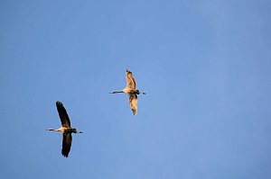 Vogelparadies am Stausee Kelbra