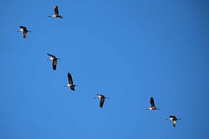 Vogelparadies am Stausee Kelbra