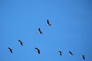 Vogelparadies am Stausee Kelbra