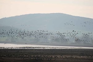 Vogelparadies am Stausee Kelbra