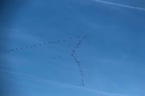 Vogelparadies am Stausee Kelbra