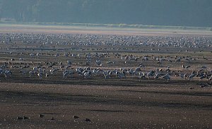 Vogelparadies am Stausee Kelbra